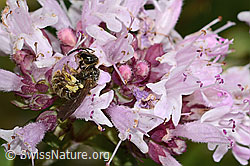 Weissbinden-Schmalbiene (Lasioglossum leucozonium) auf Echtem Dost (Origanum vulgare) (C268028) Weissbinden-Schmalbiene (Lasioglossum leucozonium) auf Echtem Dost (Origanum vulgare) (C268028)