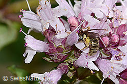 Weissbinden-Schmalbiene (Lasioglossum leucozonium) auf Echtem Dost (Origanum vulgare) (C268029) Weissbinden-Schmalbiene (Lasioglossum leucozonium) auf Echtem Dost (Origanum vulgare) (C268029)