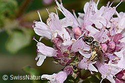 Weissbinden-Schmalbiene (Lasioglossum leucozonium) auf Echtem Dost (Origanum vulgare) (C268030) Weissbinden-Schmalbiene (Lasioglossum leucozonium) auf Echtem Dost (Origanum vulgare) (C268030)