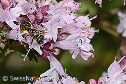 Weissbinden-Schmalbiene (Lasioglossum leucozonium) auf Echtem Dost (Origanum vulgare) (C268031) Weissbinden-Schmalbiene (Lasioglossum leucozonium) auf Echtem Dost (Origanum vulgare) (C268031)