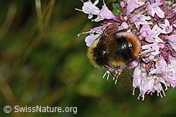 Foto: Wiesenhummel (Bombus pratorum) an Echtem Dost (Origanum vulgare)