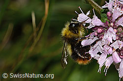 Foto: Wiesenhummel (Bombus pratorum) an Echtem Dost (Origanum vulgare)