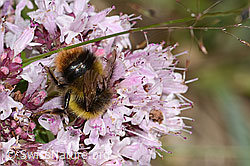 Foto: Wiesenhummel (Bombus pratorum) an Echtem Dost (Origanum vulgare)