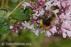 Foto: Wiesenhummel (Bombus pratorum) an Echtem Dost (Origanum vulgare)