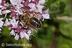 Westliche Honigbiene (Apis mellifera) an Echtem Dost (Origanum vulgare) (C268043) Westliche Honigbiene (Apis mellifera) an Echtem Dost (Origanum vulgare) (C268043)