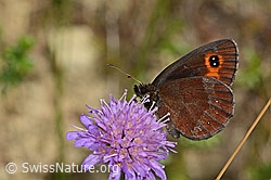 Foto: Graubindiger Mohrenfalter (Erebia aethiops) auf Wald-Witwenblume (Knautia dipsacifolia)