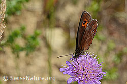 Foto: Graubindiger Mohrenfalter (Erebia aethiops) auf Wald-Witwenblume (Knautia dipsacifolia)