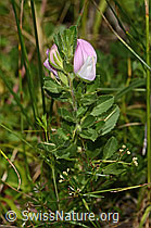 Foto: Kriechende Hauhechel (Ononis repens)