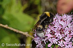 Dunkle Erdhummel (Bombus terrestris) auf Echtem Dost (Origanum vulgare) (C268108) Dunkle Erdhummel (Bombus terrestris) auf Echtem Dost (Origanum vulgare) (C268108)
