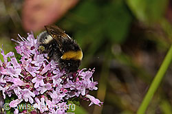 Dunkle Erdhummel (Bombus terrestris) auf Echtem Dost (Origanum vulgare) (C268109) Dunkle Erdhummel (Bombus terrestris) auf Echtem Dost (Origanum vulgare) (C268109)