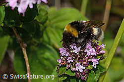 Dunkle Erdhummel (Bombus terrestris) auf Echtem Dost (Origanum vulgare) (C268110) Dunkle Erdhummel (Bombus terrestris) auf Echtem Dost (Origanum vulgare) (C268110)