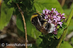 Dunkle Erdhummel (Bombus terrestris) auf Echtem Dost (Origanum vulgare) (C268111) Dunkle Erdhummel (Bombus terrestris) auf Echtem Dost (Origanum vulgare) (C268111)