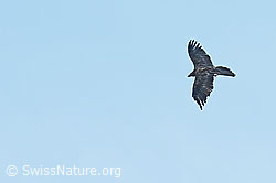 Bartgeier (Gypaetus barbatus) (C279956) Bartgeier (Gypaetus barbatus) (C279956)