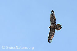Bartgeier (Gypaetus barbatus) (C279962) Bartgeier (Gypaetus barbatus) (C279962)