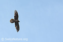 Bartgeier (Gypaetus barbatus) (C279968) Bartgeier (Gypaetus barbatus) (C279968)