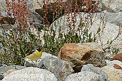 Foto: Gebirgsstelze (Motacilla cinerea)