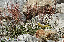 Foto: Gebirgsstelze (Motacilla cinerea)