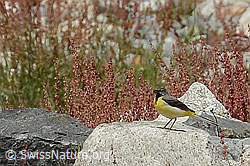 Foto: Gebirgsstelze (Motacilla cinerea)
