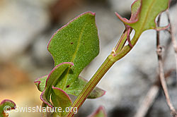 Schildblättriger Ampfer (Rumex scutatus) (C301628) Schildblättriger Ampfer (Rumex scutatus) (C301628)