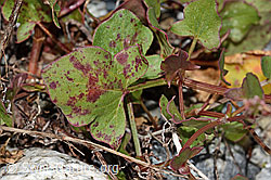 Schildblättriger Ampfer (Rumex scutatus) (C301658) Schildblättriger Ampfer (Rumex scutatus) (C301658)