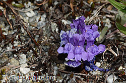 C301677: Alpen-Leinkraut (Linaria alpina)