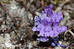 C301678: Alpen-Leinkraut (Linaria alpina)