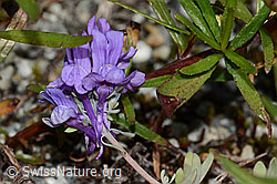 C301681: Alpen-Leinkraut (Linaria alpina)