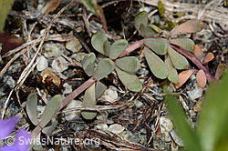 C301683: Alpen-Leinkraut (Linaria alpina)