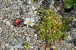 C301723: Einblütiges Hornkraut (Cerastium uniflorum)