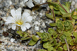 C301724: Einblütiges Hornkraut (Cerastium uniflorum)