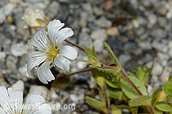 C301725: Einblütiges Hornkraut (Cerastium uniflorum)