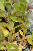 C301730: Einblütiges Hornkraut (Cerastium uniflorum)