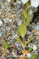 C301731: Einblütiges Hornkraut (Cerastium uniflorum)