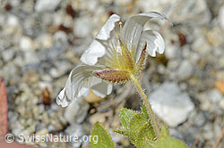 C301733: Einblütiges Hornkraut (Cerastium uniflorum)