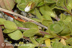 C301736: Einblütiges Hornkraut (Cerastium uniflorum)