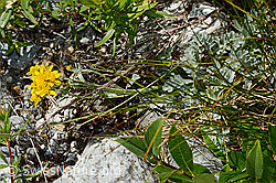C301756: Graues Greiskraut (Senecio incanus)