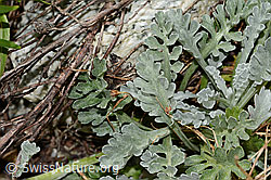 C301758: Graues Greiskraut (Senecio incanus)