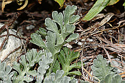 C301759: Graues Greiskraut (Senecio incanus)