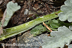 C301760: Graues Greiskraut (Senecio incanus)