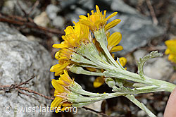 C301764: Graues Greiskraut (Senecio incanus)