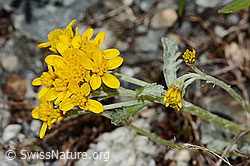 C301765: Graues Greiskraut (Senecio incanus)