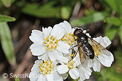 Moschus-Schafgarbe (Achillea erba-rotta)