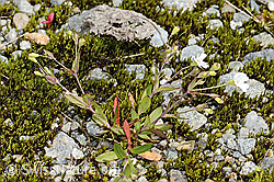Felsen-Leimkraut (Silene rupestris) (C301825) Felsen-Leimkraut (Silene rupestris) (C301825)