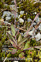 Felsen-Leimkraut (Silene rupestris) (C301827) Felsen-Leimkraut (Silene rupestris) (C301827)