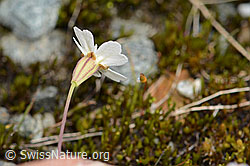 Felsen-Leimkraut (Silene rupestris) (C301829) Felsen-Leimkraut (Silene rupestris) (C301829)