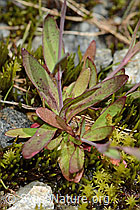 Felsen-Leimkraut (Silene rupestris) (C301830) Felsen-Leimkraut (Silene rupestris) (C301830)