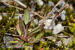 Felsen-Leimkraut (Silene rupestris) (C301834) Felsen-Leimkraut (Silene rupestris) (C301834)