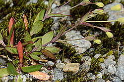 Felsen-Leimkraut (Silene rupestris) (C301835) Felsen-Leimkraut (Silene rupestris) (C301835)