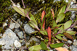 Felsen-Leimkraut (Silene rupestris) (C301836) Felsen-Leimkraut (Silene rupestris) (C301836)