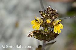 C301867: Zwerg-Augentrost (Euphrasia minima)